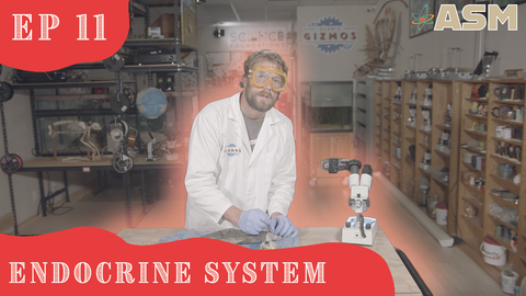 Science Foundations: Endocrine System (311) Download