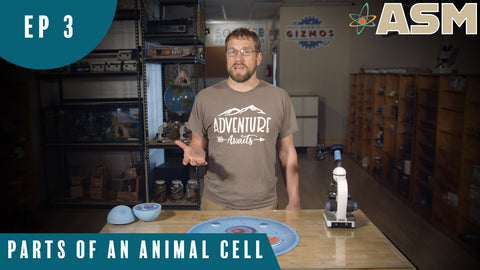 Science Foundations: Parts of an Animal Cell (103) Download