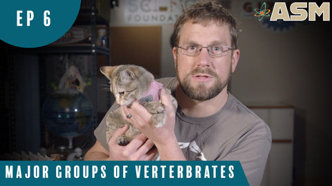 Science Foundations: Major Groups of Vertebrates (106) Download