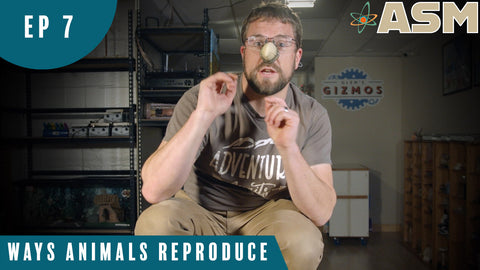 Science Foundations: Ways Animals Reproduce (107) Download