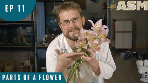 Science Foundations: Parts of a Flower (111) Download
