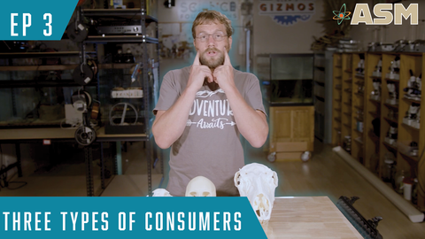 Science Foundations: Three Types of Consumers (203) Download