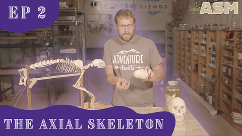 Science Foundations: The Axial Skeleton (302) Download