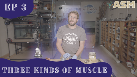 Science Foundations: 3 Kinds of Muscle (303) Download
