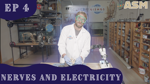 Science Foundations: Nerves and Electricity (304) Download