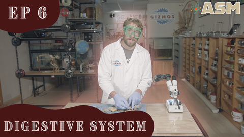 Science Foundations: Digestive System (306) Download