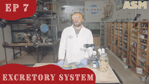 Science Foundations: Excretory System (307) Download