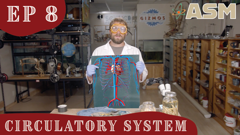 Science Foundations: Circulatory System (308) Download